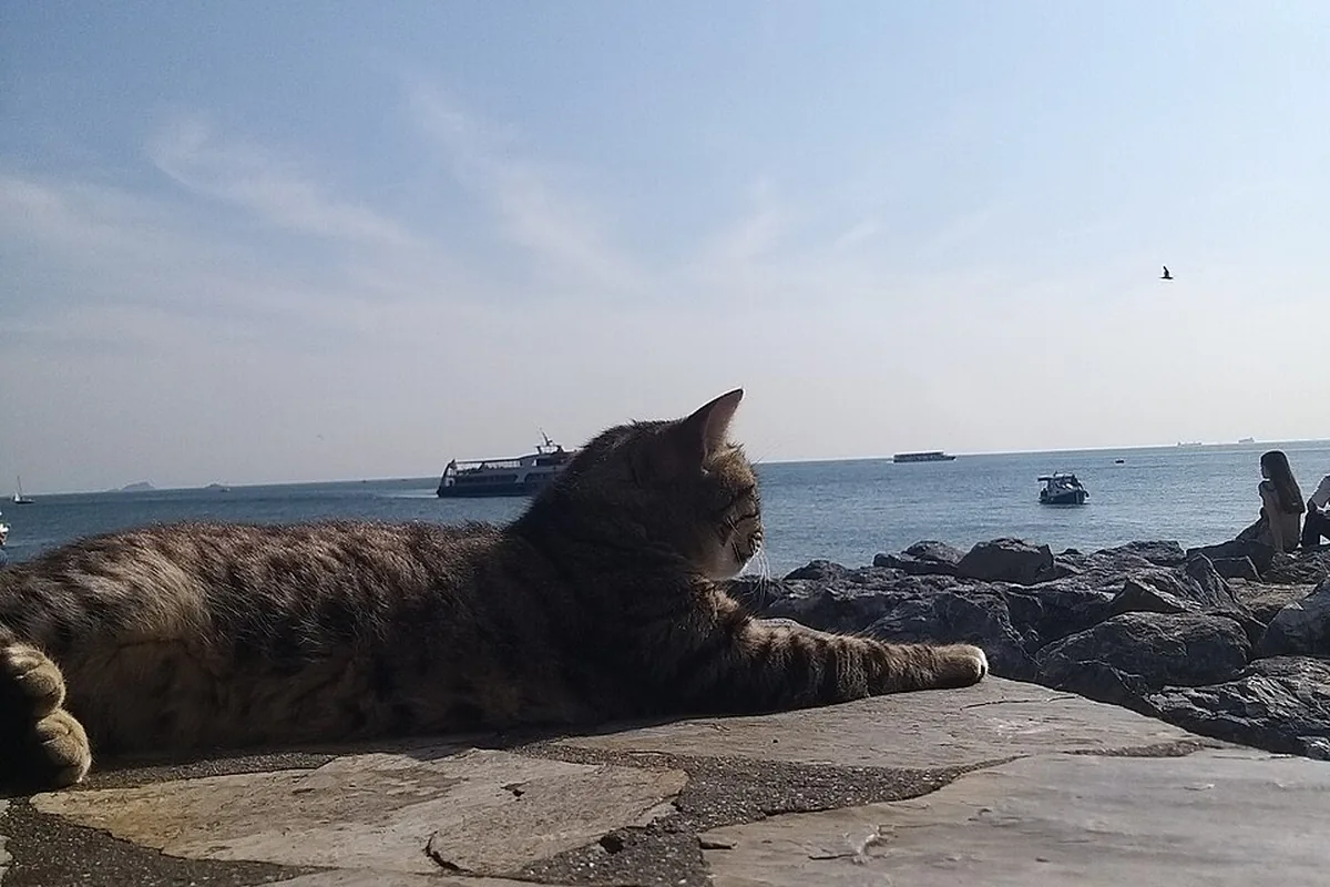 Kadıköy sokak rotası